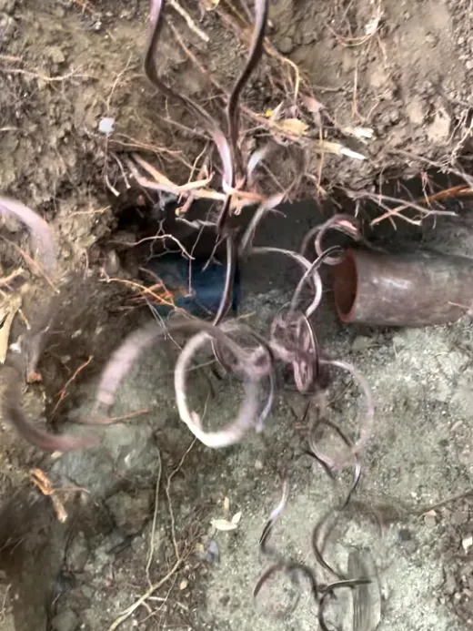 A heavy mass of tree roots and a cast iron pipe lying in an open excavation