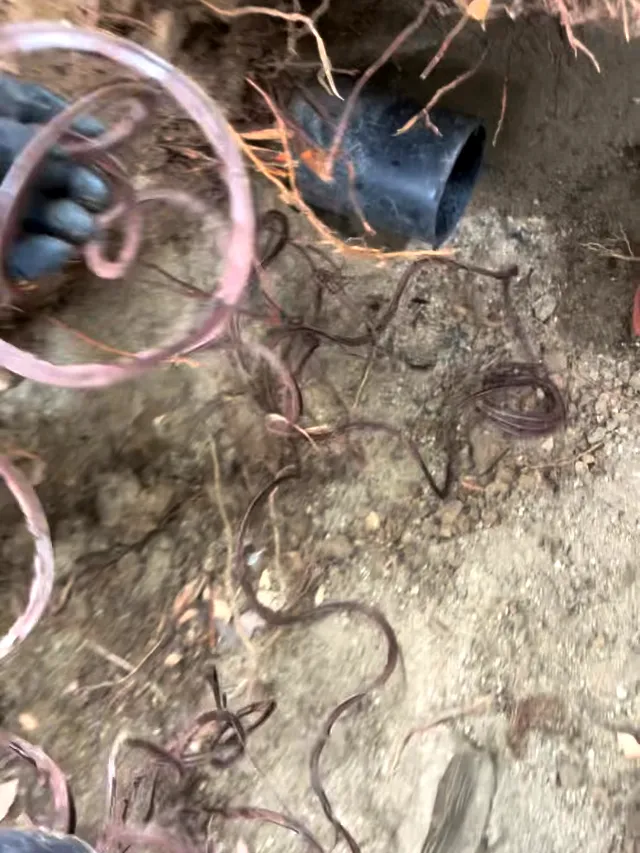 A cast iron drain pulled out of an excavation with a heavy mass of tree roots grown through it